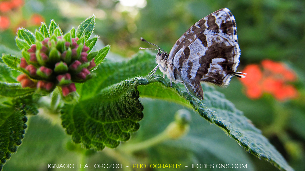 mariposa_butterfly