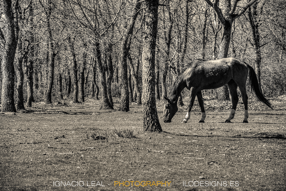 caballo_horse_meadow