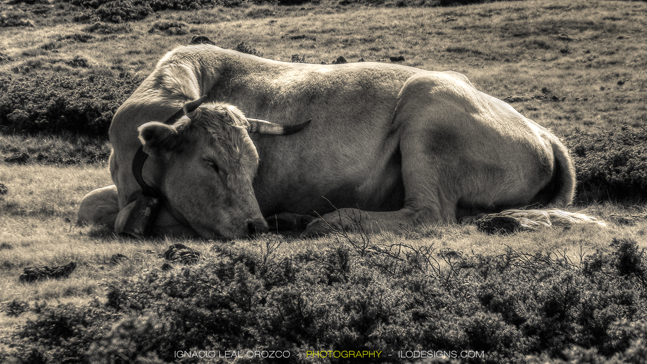 cow_vaca_sleeping