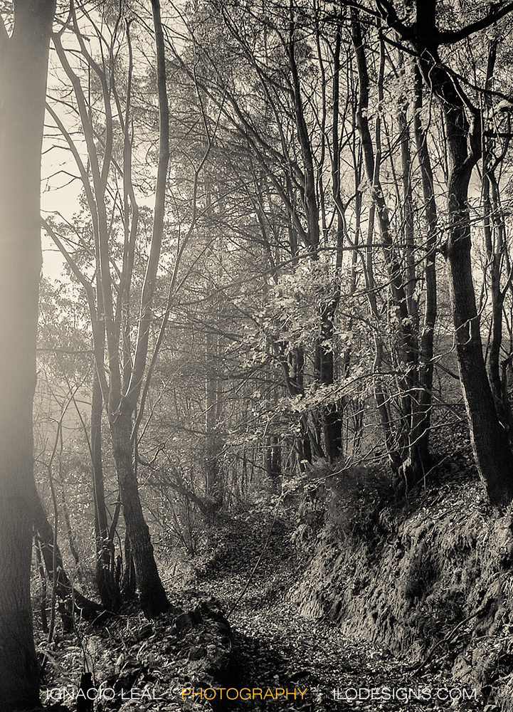 El sendero del bosque - path in the woods
