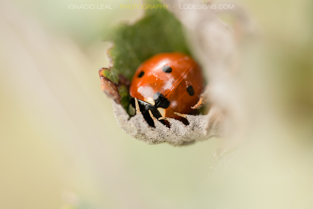 mariquita_ladybird