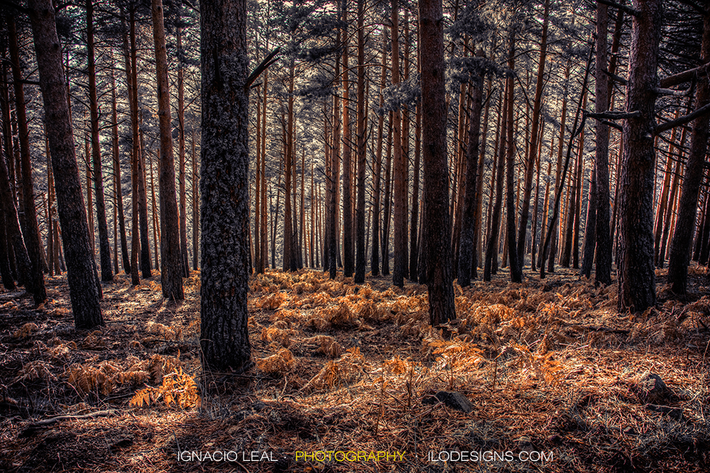 pinar_pine_forest