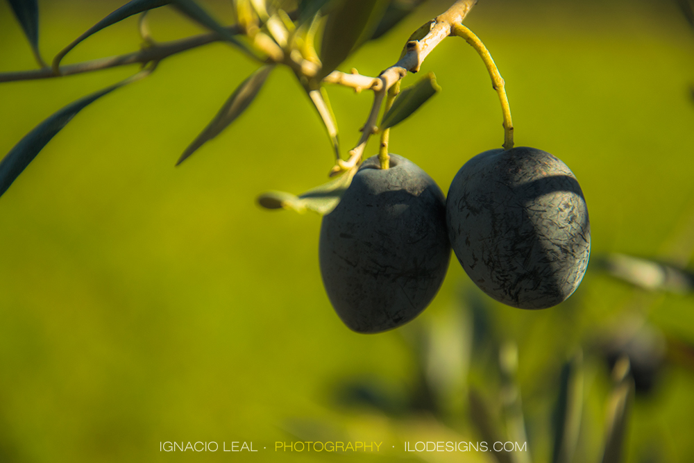 Olivas - olives