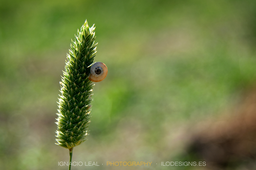 caracol-snail