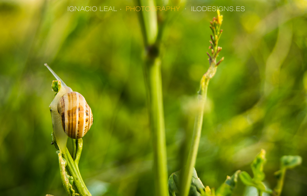 snail_caracol_meadow
