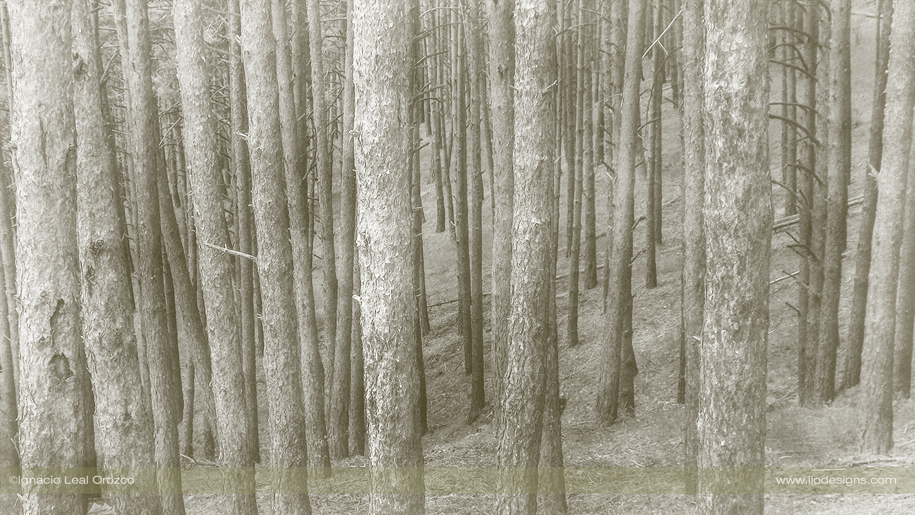 El bosque infinito - The infinite forest