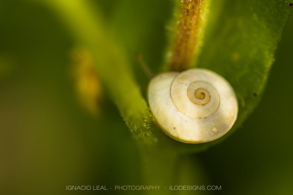 caracol_snail