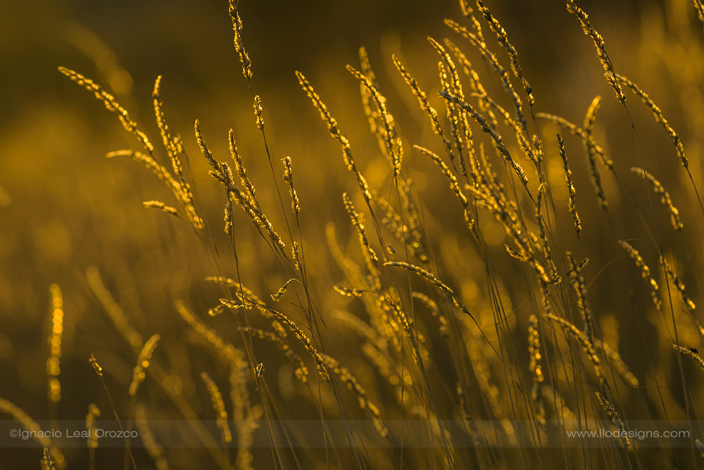Campos dorados - golden fields