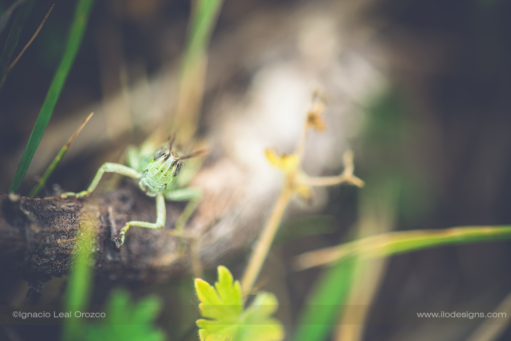 saltamontes_grasshopper