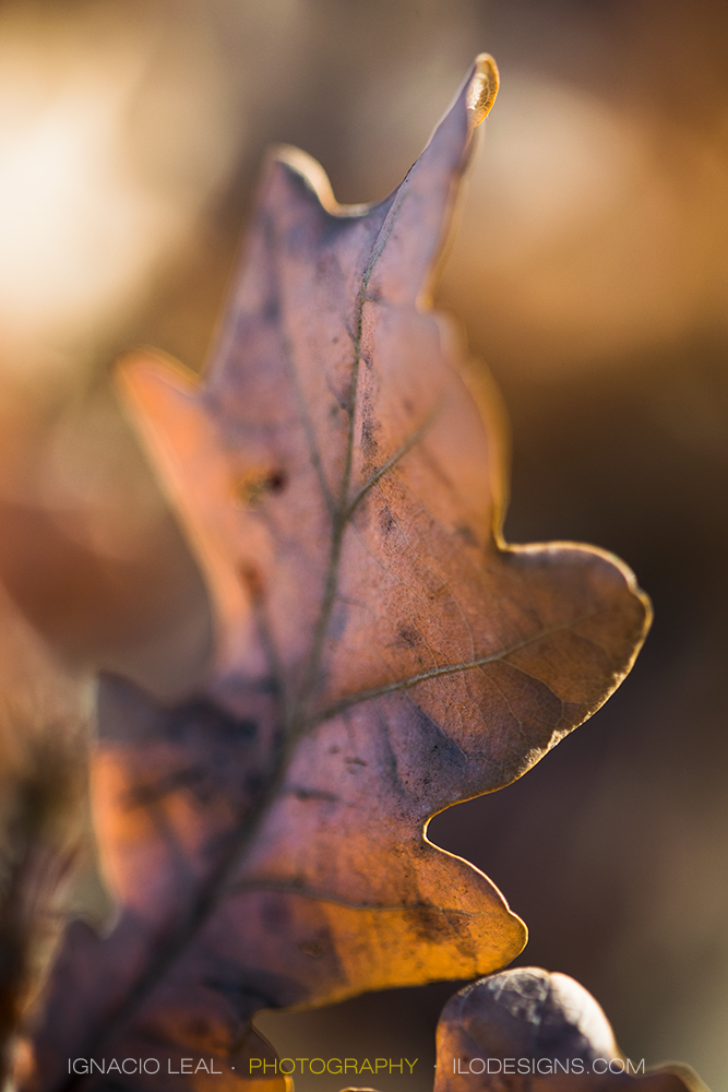 oak_leaf