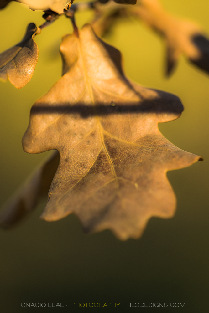 oak_tree_leaf