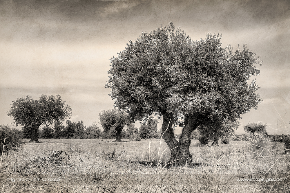 olivo_olive_tree