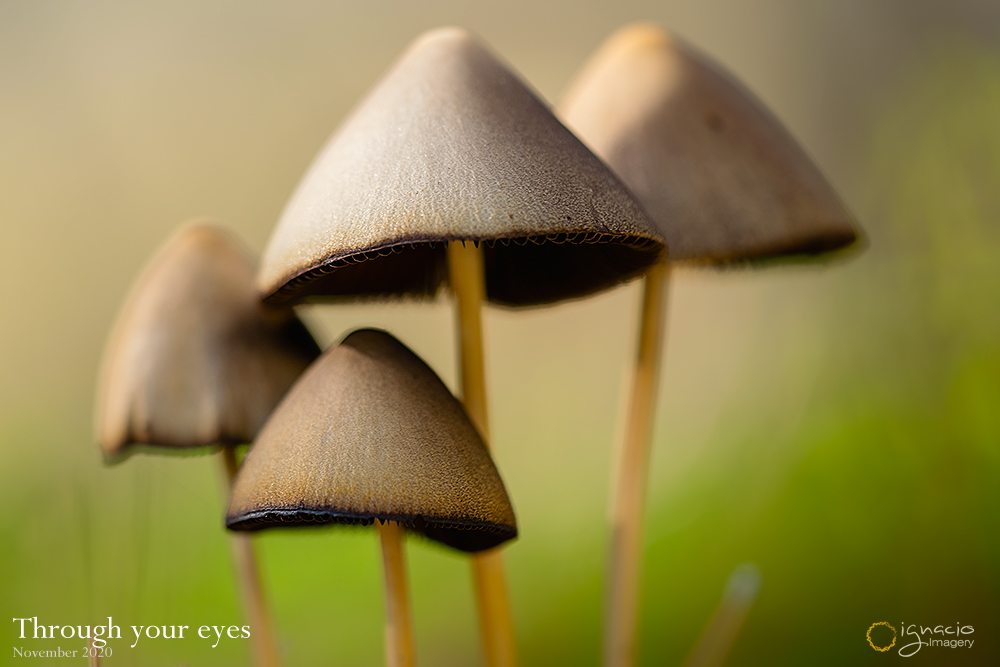 macro_mushrooms