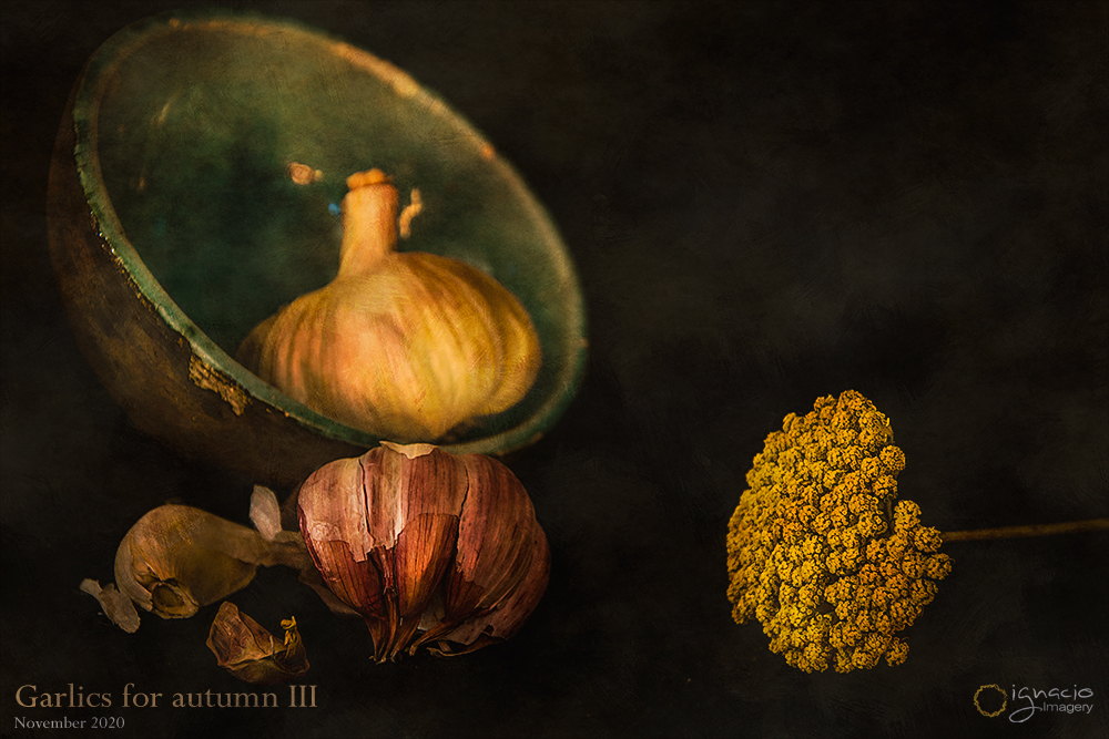 Garlics for autumn III