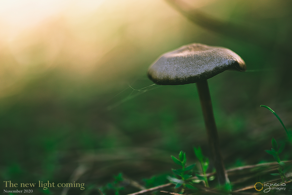 macro_mushroom