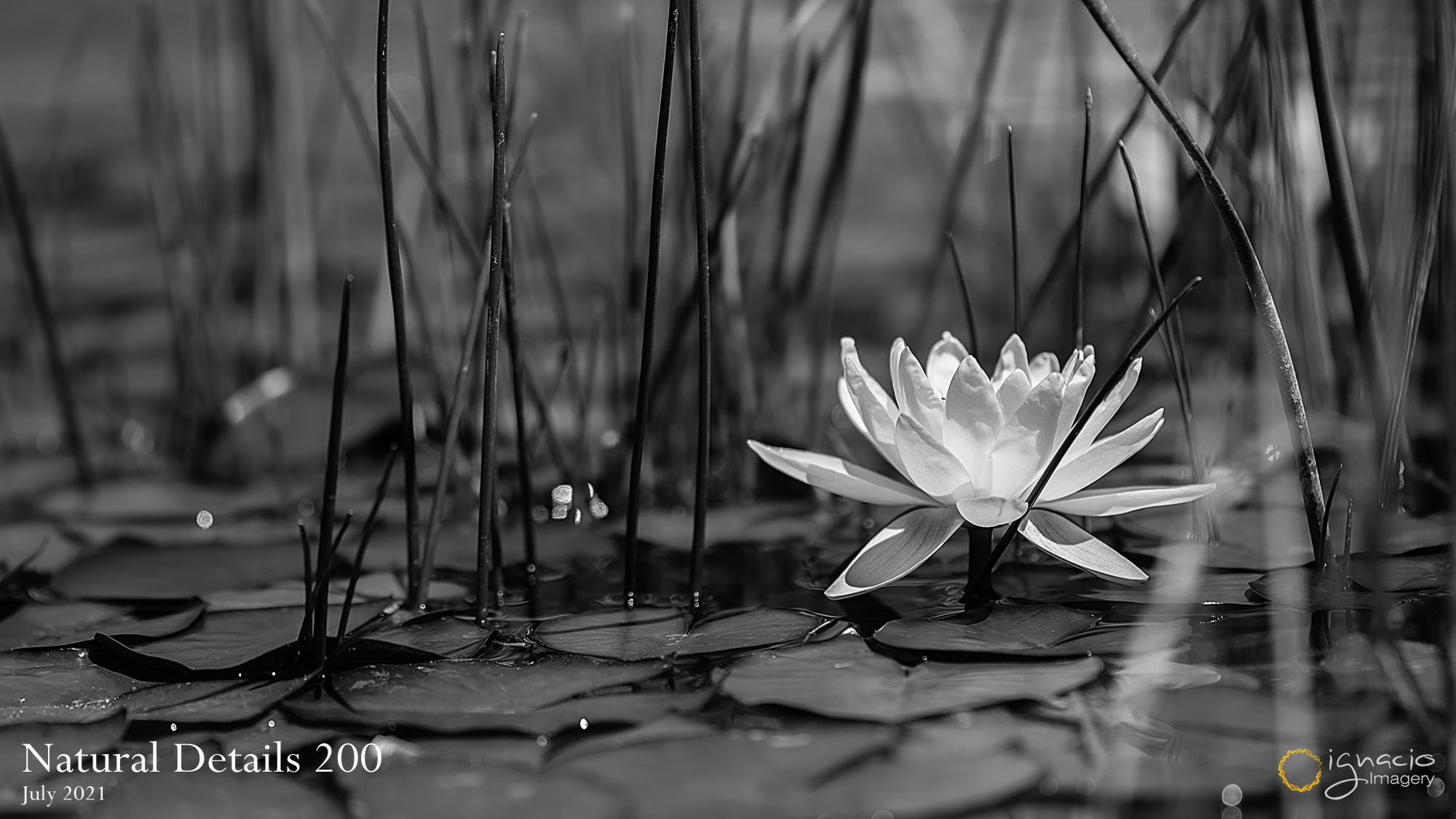 Beauty on the pond