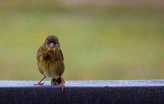 Young cape weaver
