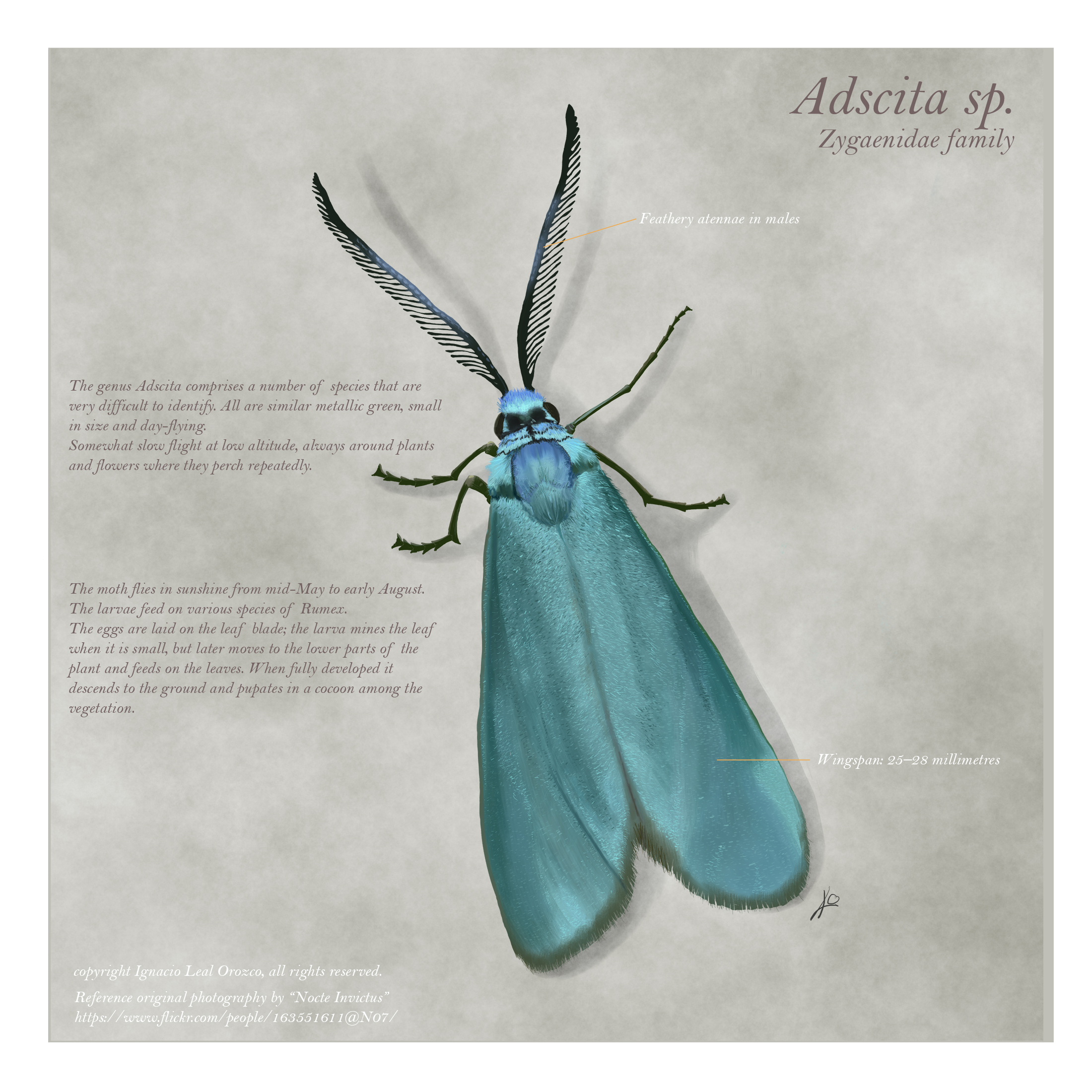 adscita_moth_scientific_illustration