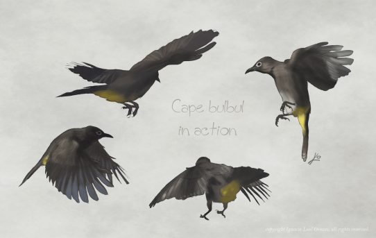 Cape bulbul in action