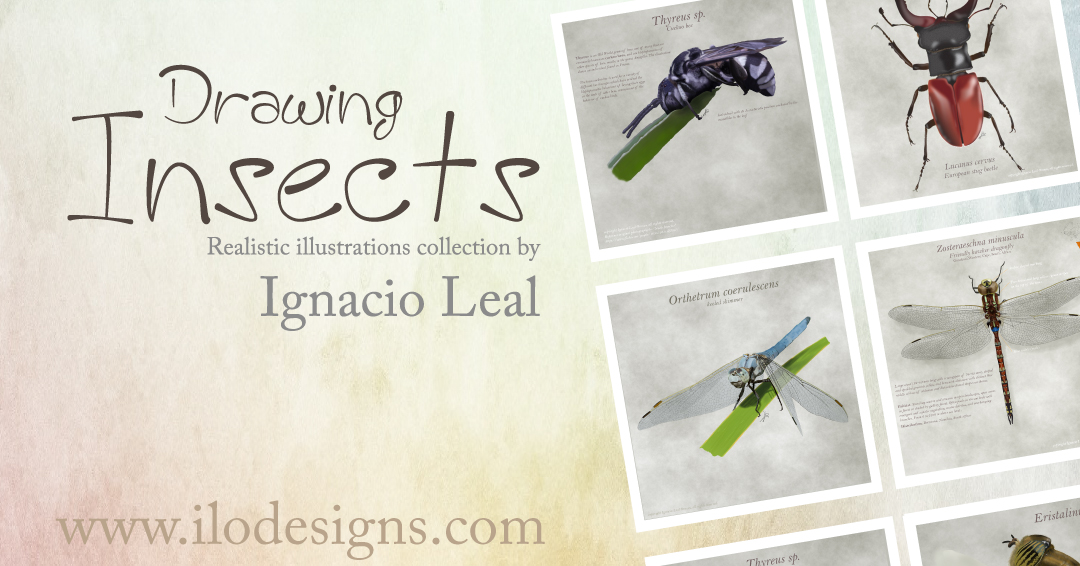 insects_illustrations_ignacio_leal
