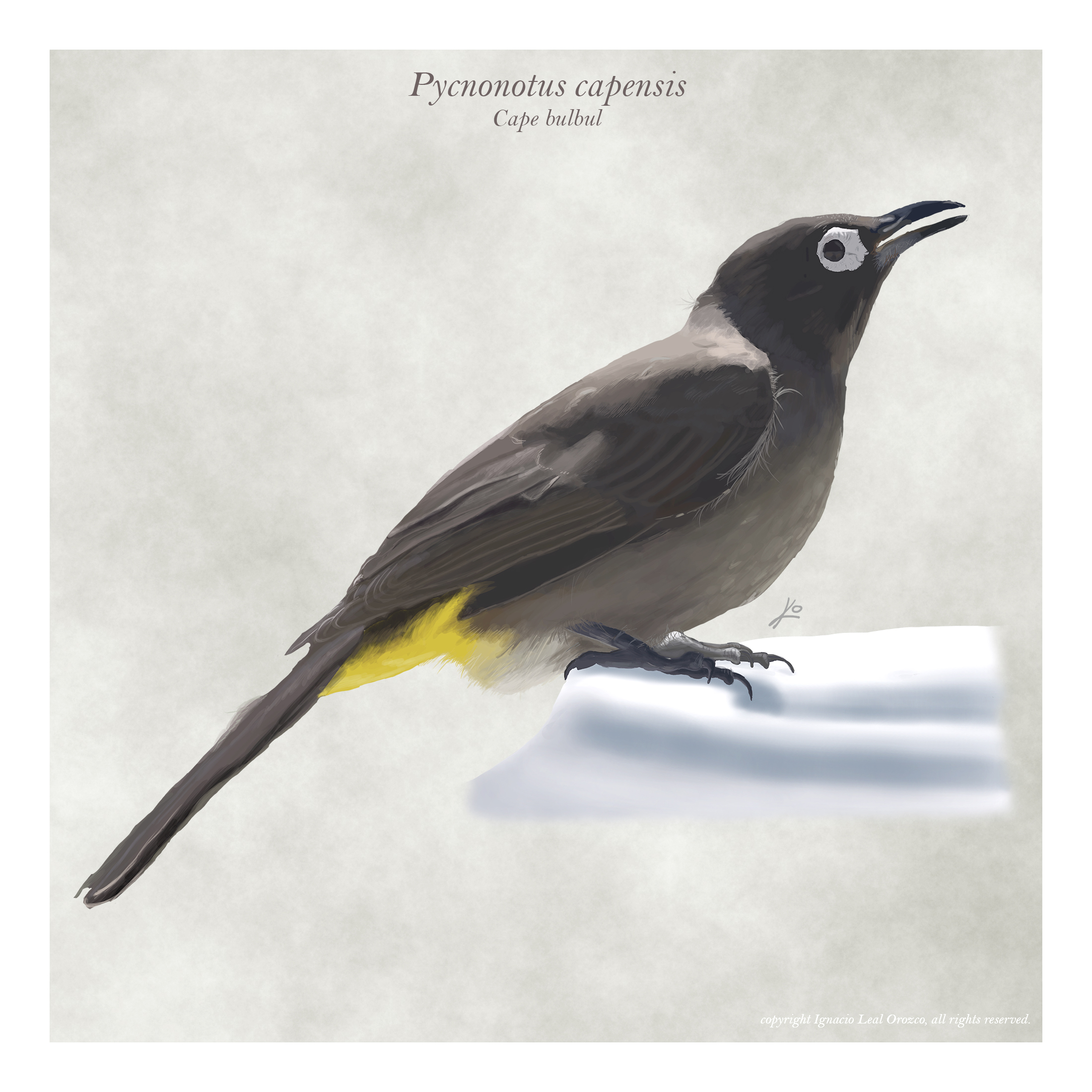 pycnonotus_capensis_scientific_illustration