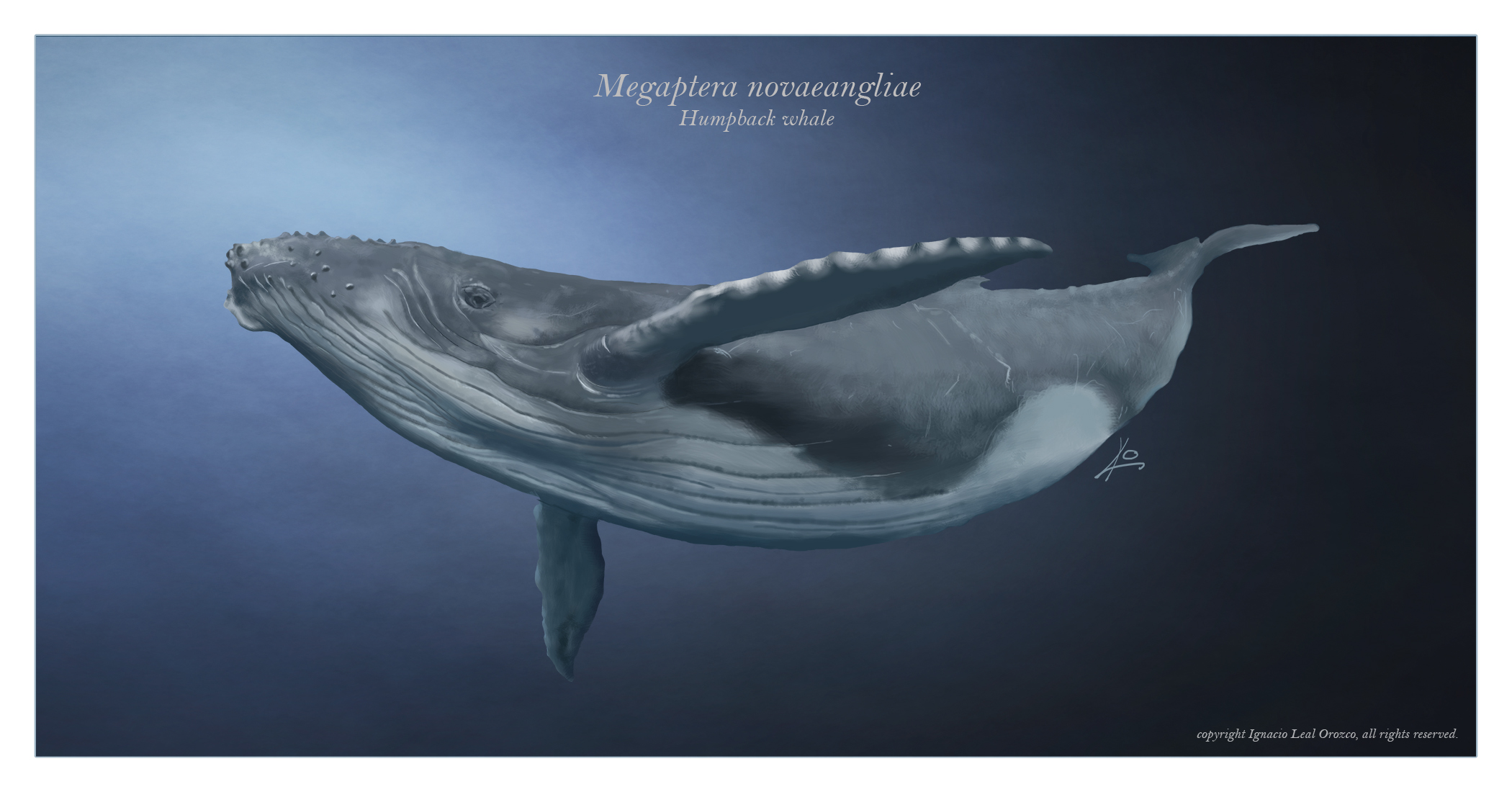 humpback-whale-digital-illustration