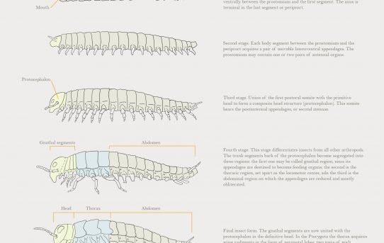 Insect structure´s evolution