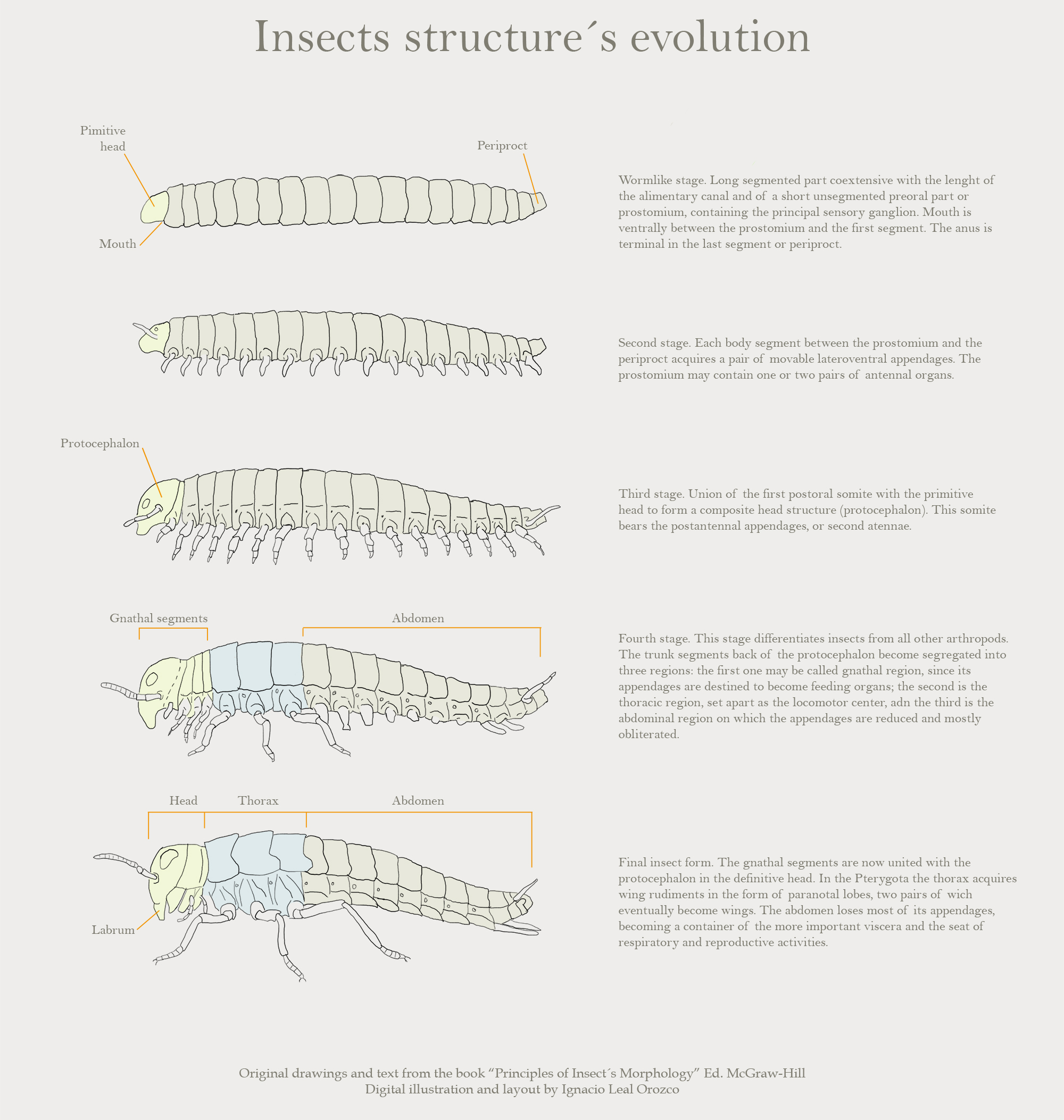 insect-structure-evolution