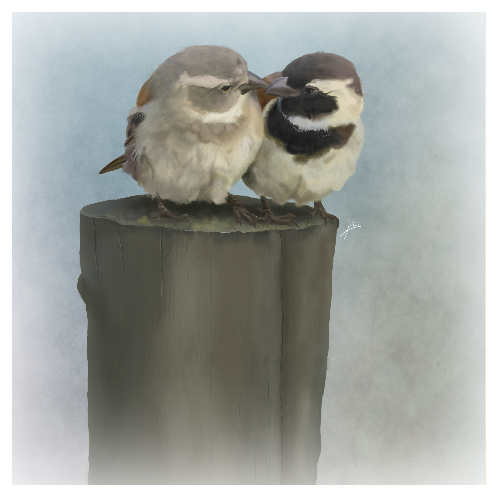 cape-sparrows-digital-illustration