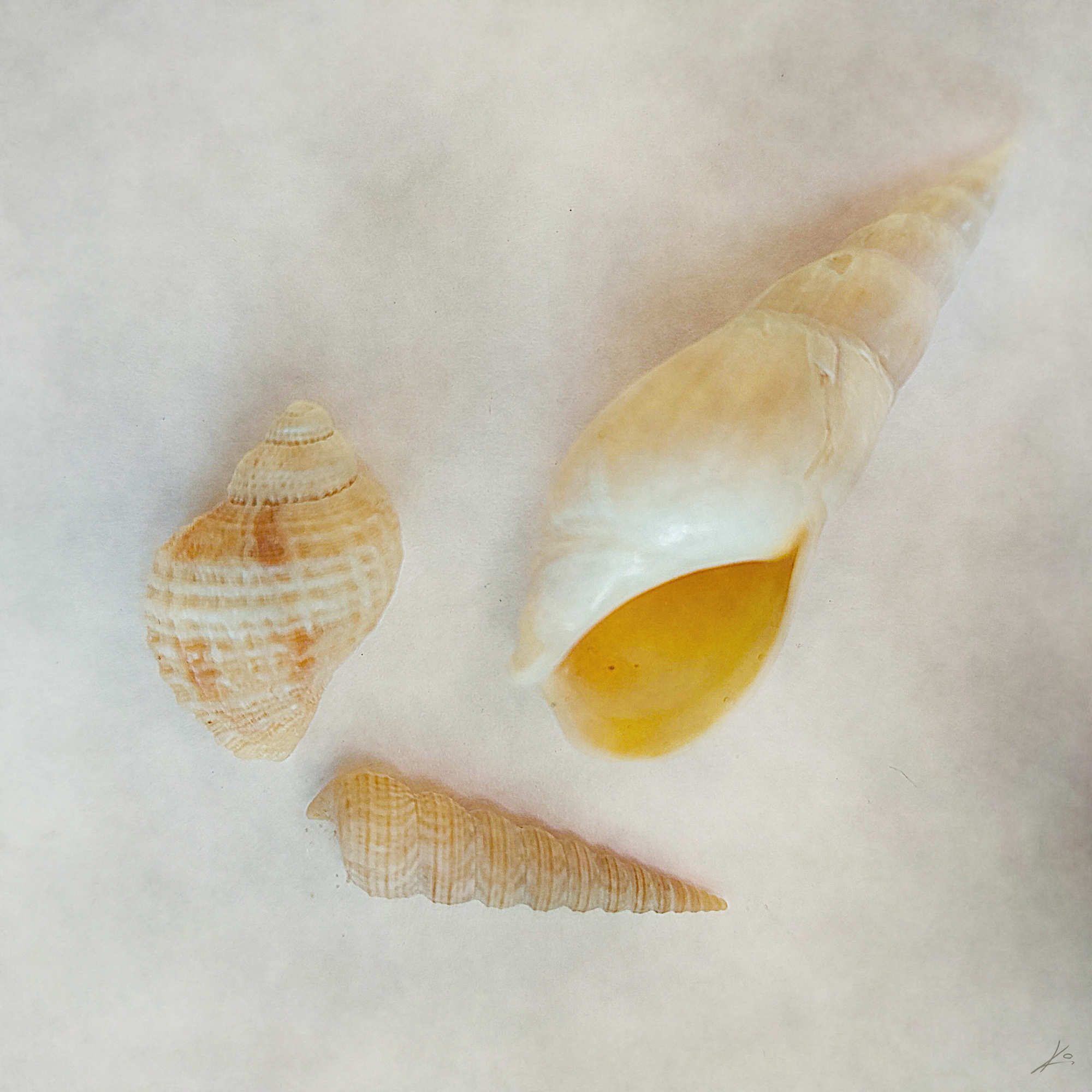 seashells_ignacio_leal